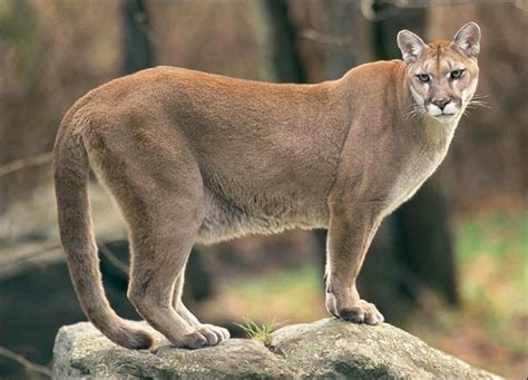 Cougar Wildlife Info And Photos The Wildlife