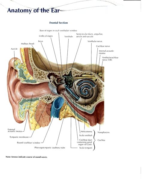 Ear Anatomy Inner