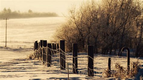 Wallpaper Winter Snow Fence Protection Snowdrifts Cover Trees Hd