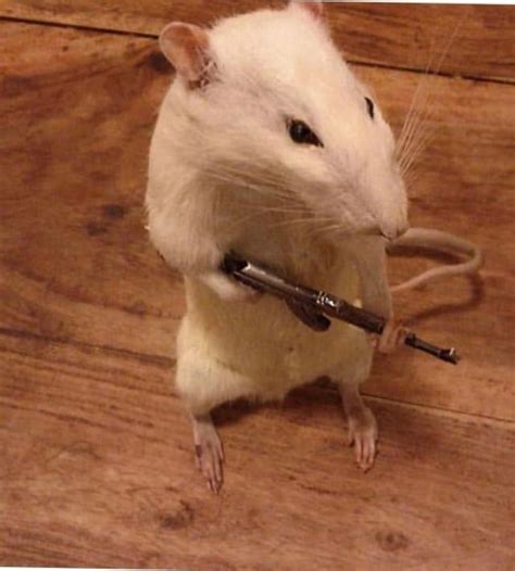 You Guys Heard Of Ratatouille Well Meet Rat With The Toolie Rfunny