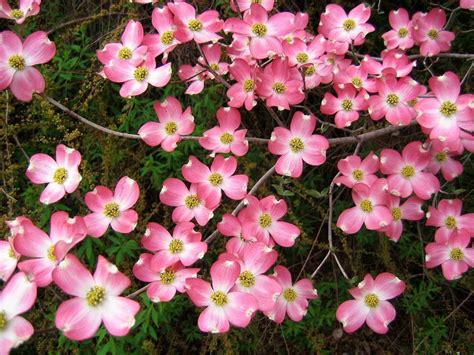 We wanted to make sure you were paying attention. 5 Flowering PINK DOGWOOD Cornus TREE Seeds * Comb S/H ...