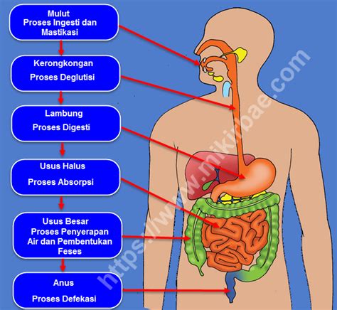 Jelaskan Cara Kerja Sistem Pencernaan Pada Manusia Homecare24