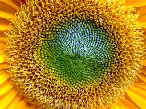 Wallpapers Sunflower Close Up Wallpapers