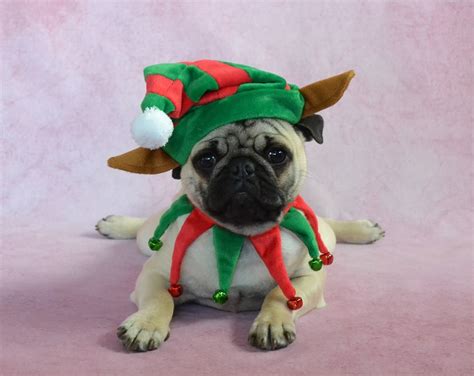 Pug Pancake Elf By Dapuglet On Deviantart