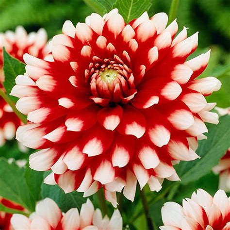 Zestaw 20 Dahlia Dalia Dekoracyjna 5 Szt Spring Flower Bulbs