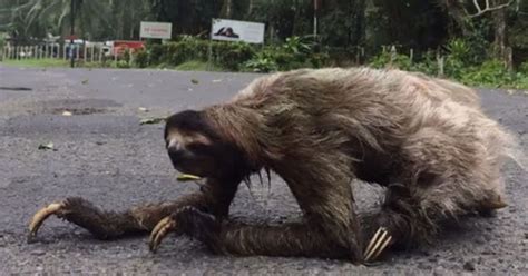 Video Of A Sloth Crossing A Street Of Costa Rica Small Joys