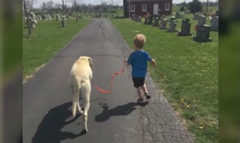 Owner Thinks Dog Is Covered In Bug Bites Then Vet Realizes Wounds Are