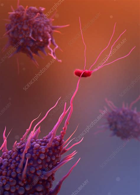 Macrophage Engulfing Bacteria Artwork Stock Image C0215509