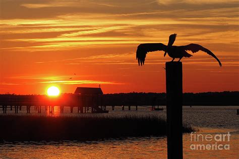 Pelican Sunset Photograph By Cathie Walsh