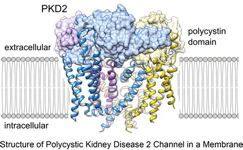 Structure And Function Of The Polycystic Kidney Disease Channel
