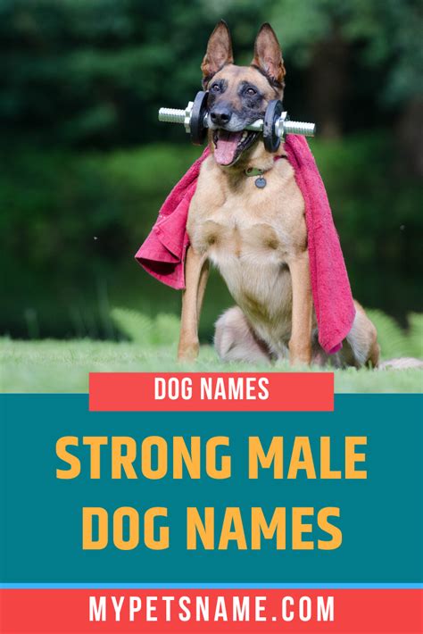 Strong Male Dog Names Dog Names Dog Names Male German Shepherd Names