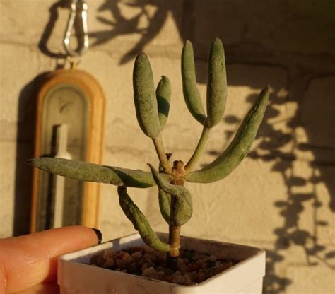 Cotyledon Papillaris Jardines Bonitos Suculentas Jardines