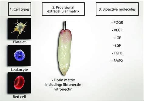 Natural Components Of Platelet Rich Fibrin Prf Include Cell
