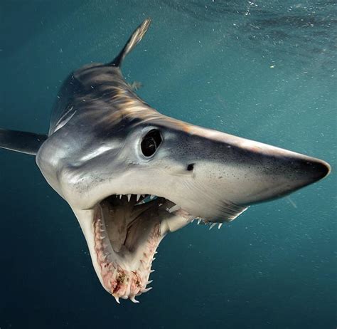 A Mako Shark Dives Open Mouthed In The Waters Off Of New Zealand
