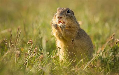 The bugs carry the bait back to the colony if the solution doesn't work, rolled balls made of ground coffee and tobacco powder, fly paper, or cheap mouse traps can take care of lizards too. Ground Squirrel Poison As An Alternative To Trapping