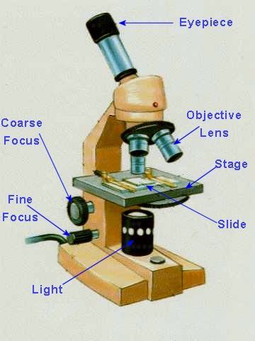 Nov 20, 2020 · label compound microscope clip art library. LABELLED DIAGRAM OF A MICROSCOPE « Optics & Binoculars ...