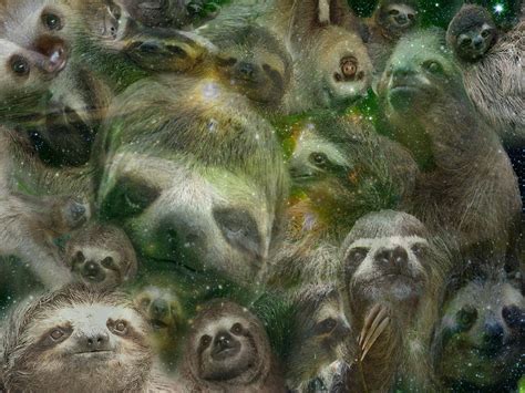 Free Wallpaper Sloth Wallpapersafari