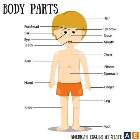 Body Parts In English Vocabulary Home