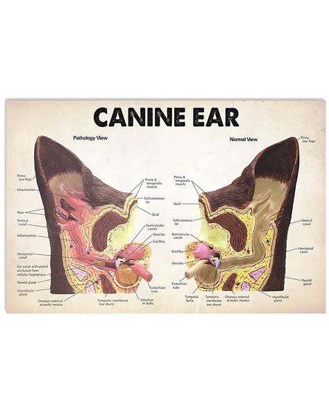 Dog Ear Anatomy Pt Phq Nna