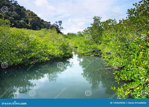 Mangrove Forest At The Koh Chang Island Thailand Stock Photo Image
