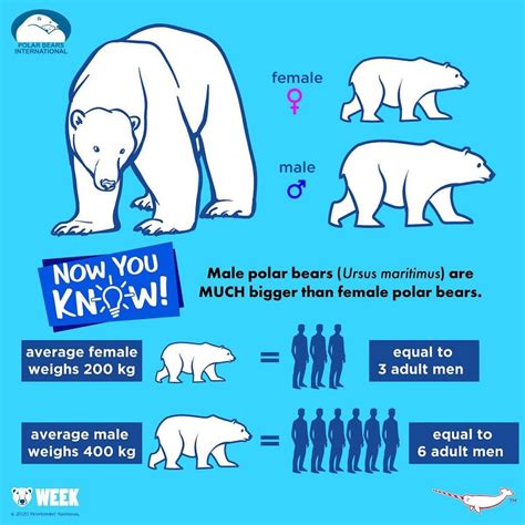 Now You Know Male Polar Bears Ursus Maritimus Are Much Bigger Than Female Polar Bears This