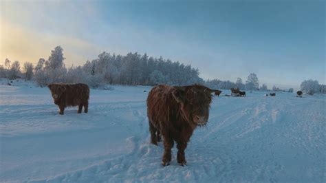 Scottish Highland Cattle In Finland Last Cow Video Of 2018 Youtube
