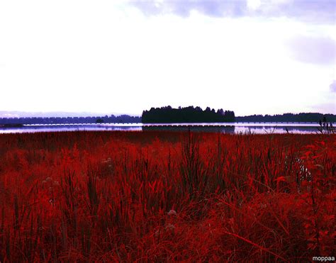 Red Herbblack Waterpink Sky By Moppaa On Deviantart
