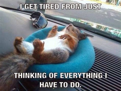 Funny Tired Squirrel