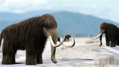 Woolly Mammoth Facts For Kids • Kids Animals Facts