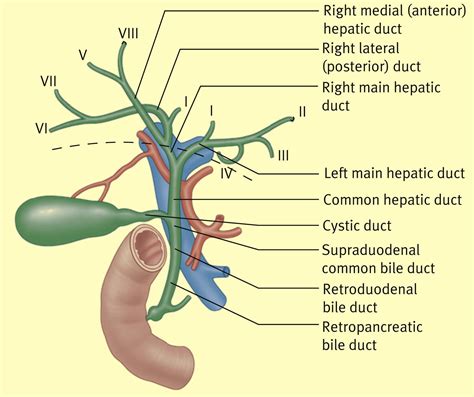 Anatomy Of The Gallbladder And Bile Ducts Surgery Oxford