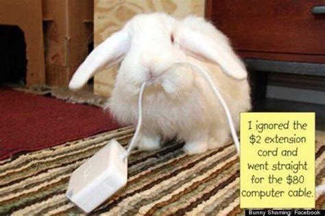 Bunny Shaming Facebook Group Publicly Humiliates Naughty Rabbits