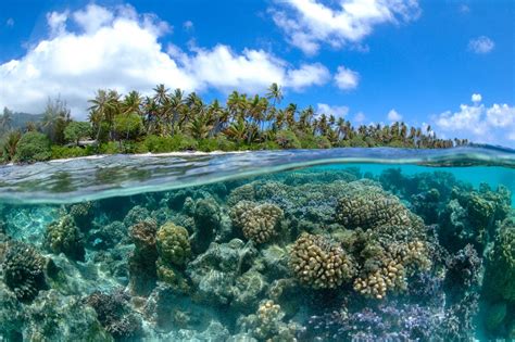 Coral Reef In French Polynesia Alidays
