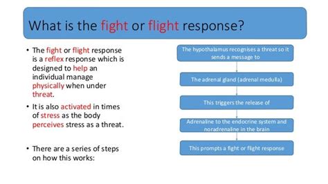 What Is The Fight Or Flight Response Final
