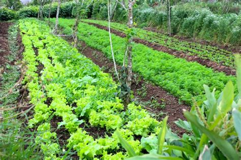 Herbs Farming In Nigeria A Money Spinning Business Venture