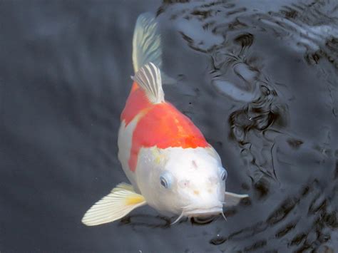 Koi Carp Fish · Free Photo On Pixabay