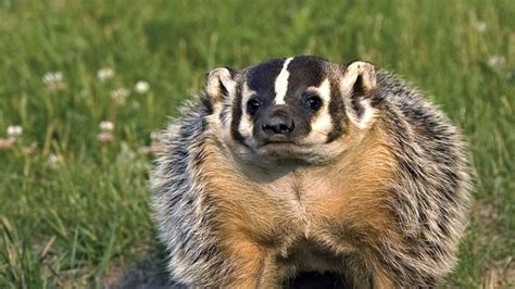 Badger Mammal Britannica