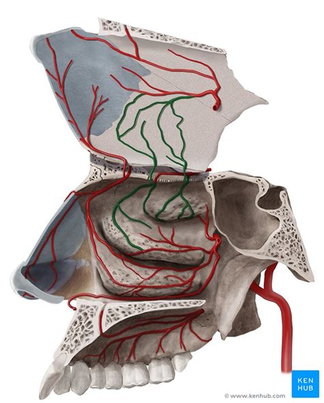 Kiesselbachs Plexus Anatomy Branches Clinical Notes Kenhub