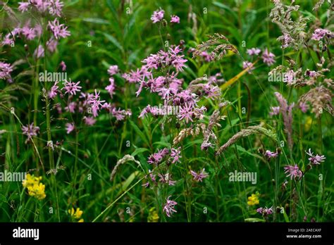 Irish Wildflower Hi Res Stock Photography And Images Alamy