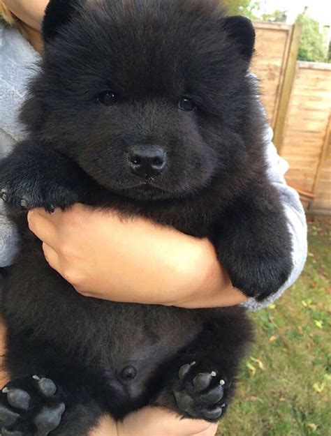 27 Chubby Puppies That Look Like Teddy Bears And Just Won Life