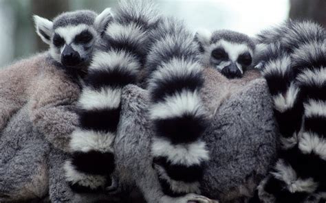 Lemurs Are A Clade Of Strepsirrhine Primates Endemic To The Island Of
