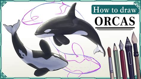 How To Draw Orcas Killer Whales Step By Step Art Tutorial Youtube