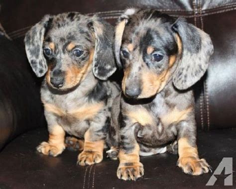 10 Silver Dapple Miniature Dachshund Puppies For Sale Puppies Animwall