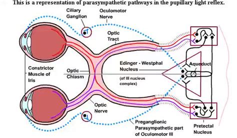 The Innovation Medicine On Twitter Parasympathetic Pathways In The