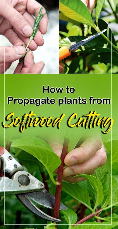 How To Propagate Plants Propagating Plants Plant Cuttings Cloning Plants