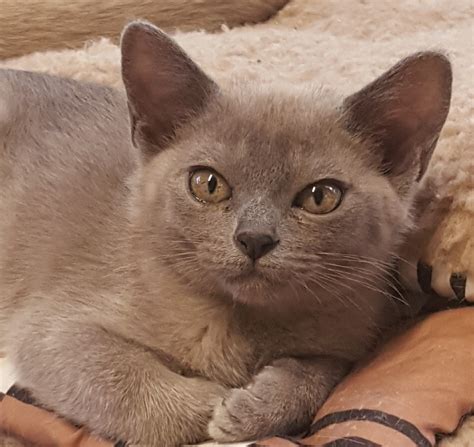 Kitten For Sale Anna Burmese Female Blue Ph