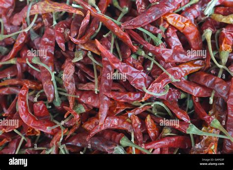 Dried Red Chilli Peppers Stock Photo Alamy