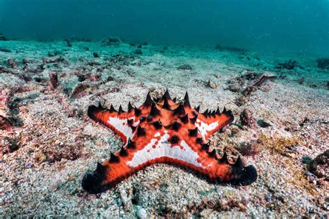 17 Bizarre And Beautiful Starfish Species