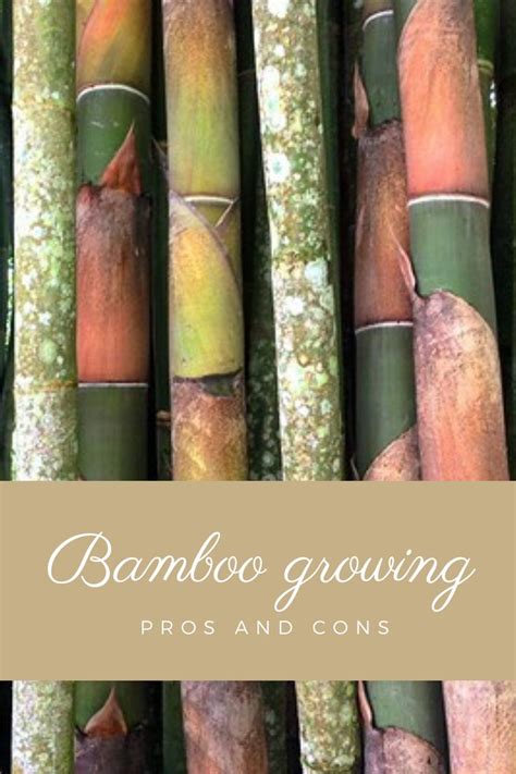 Bamboo Pros And Cons Of Growing It In 2020 Growing