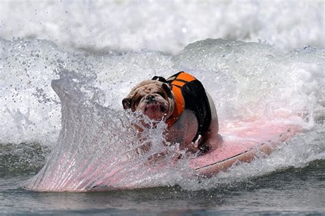 Surfing Dog Championship 2011 ~ Damn Cool Pictures