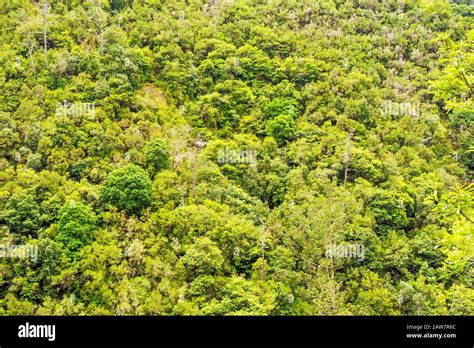 Forest Detail Close Up Shot Of Treetops In Tropical Forest From